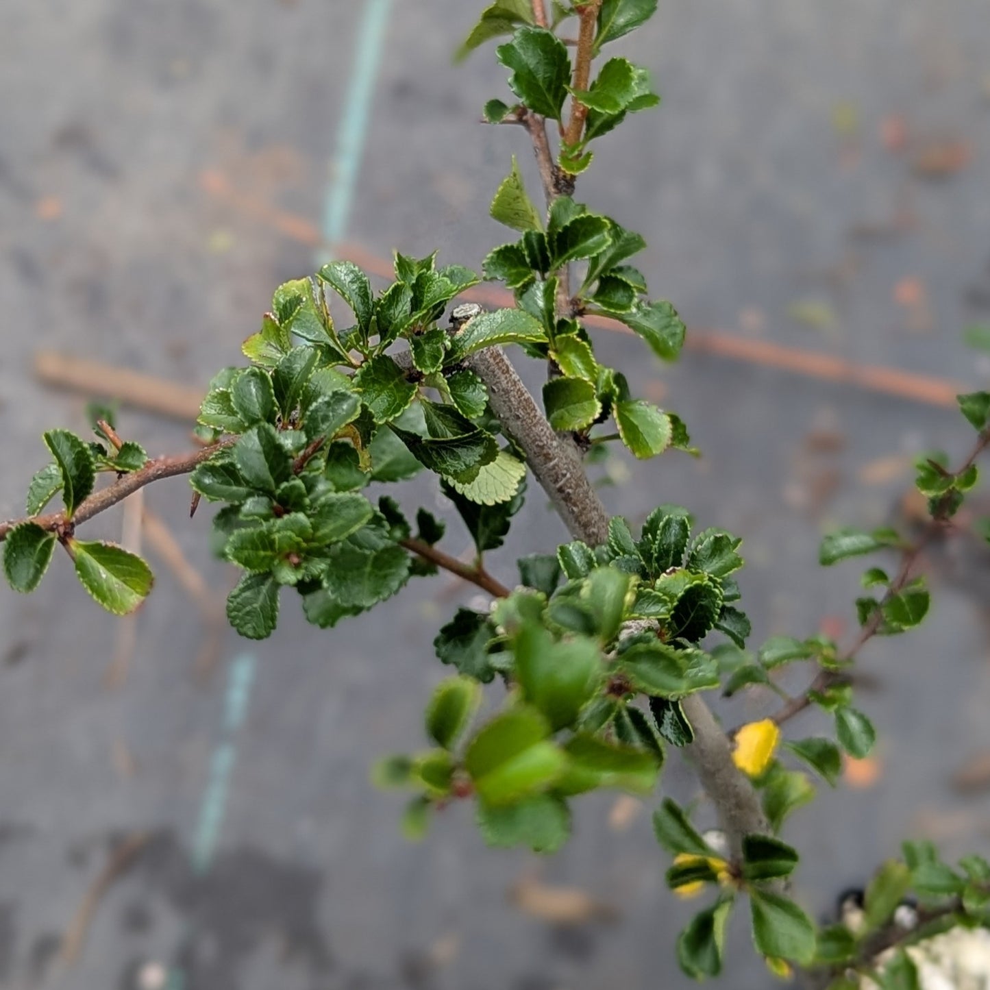 Chaenomeles japonica, Red Chojubai.