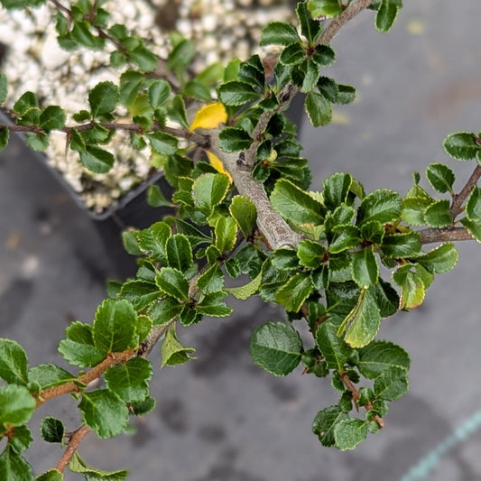 Chaenomeles japonica, Red Chojubai.