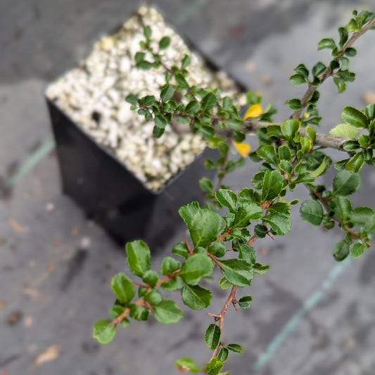 Chaenomeles japonica, Red Chojubai.