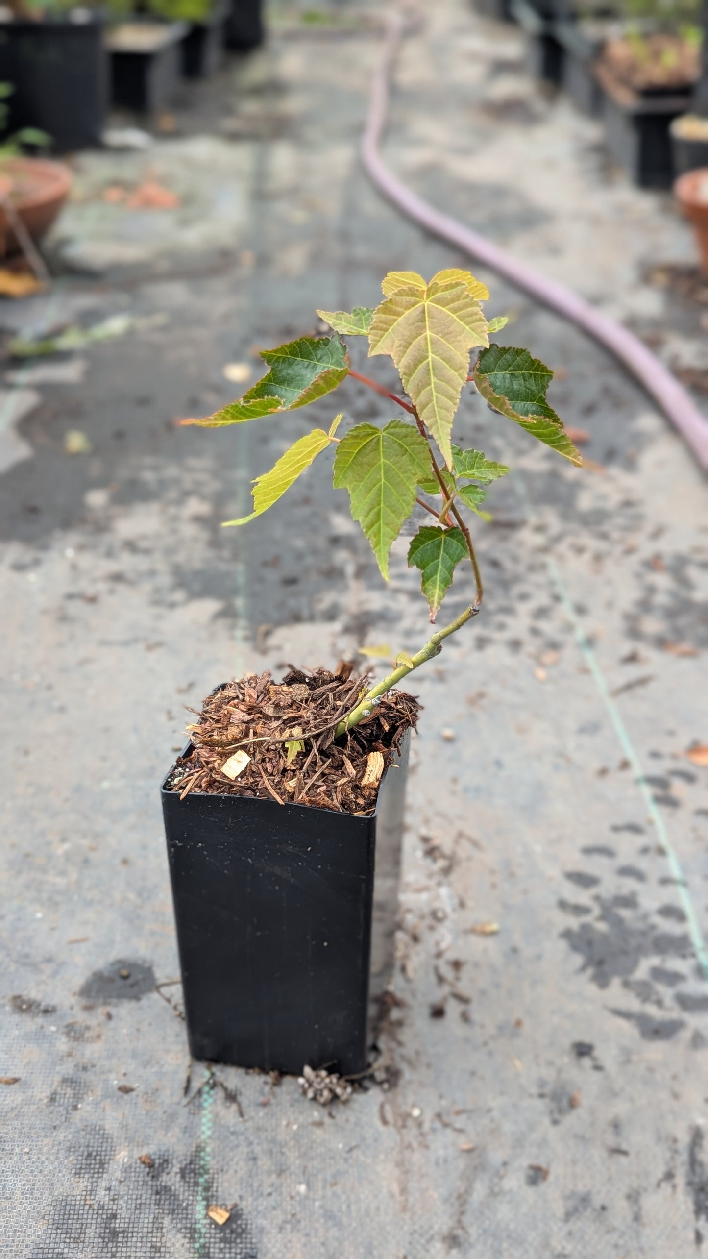 Acer Davidii, David's Maple