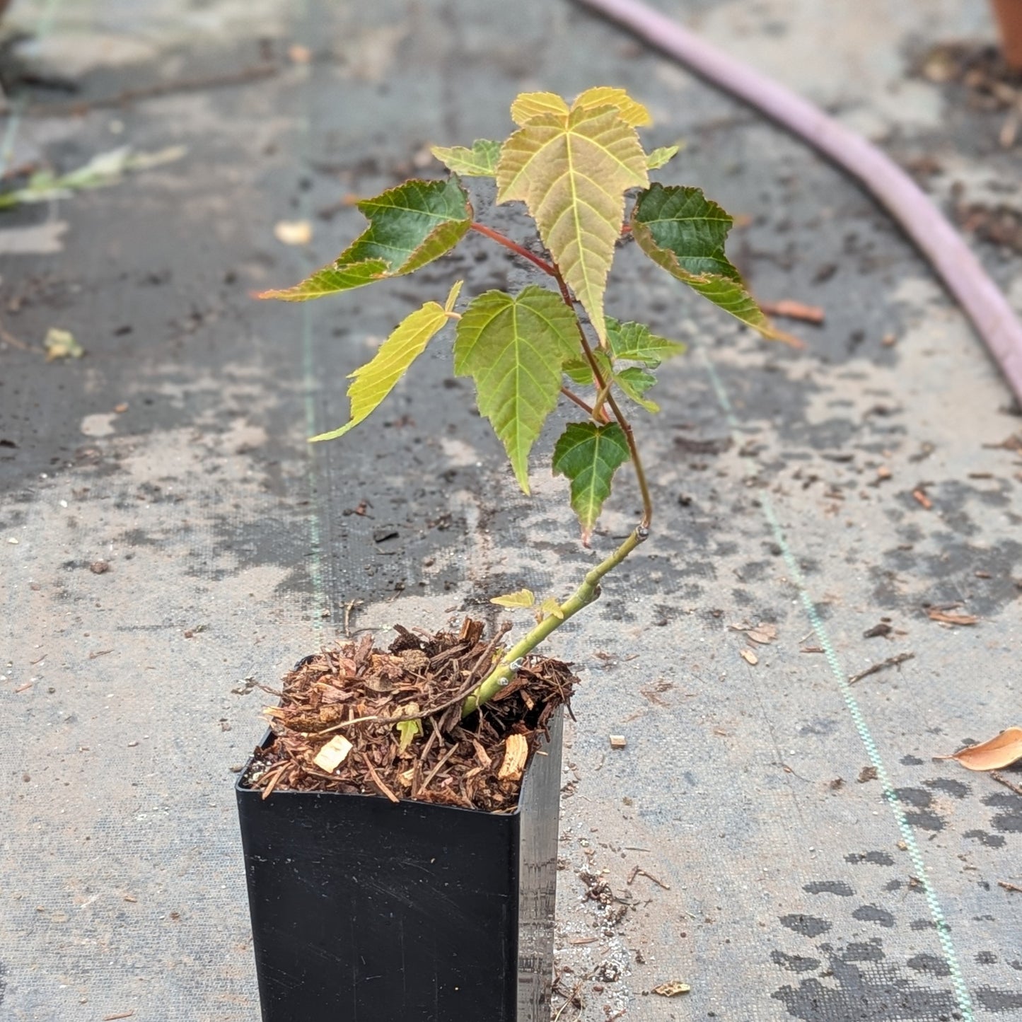 Acer Davidii, David's Maple