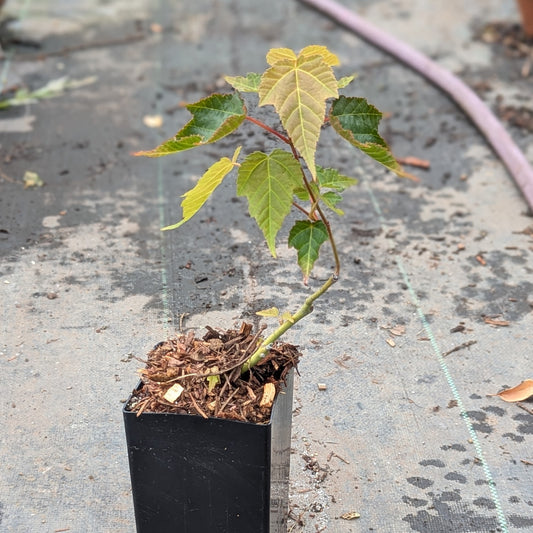 Acer Davidii, David's Maple