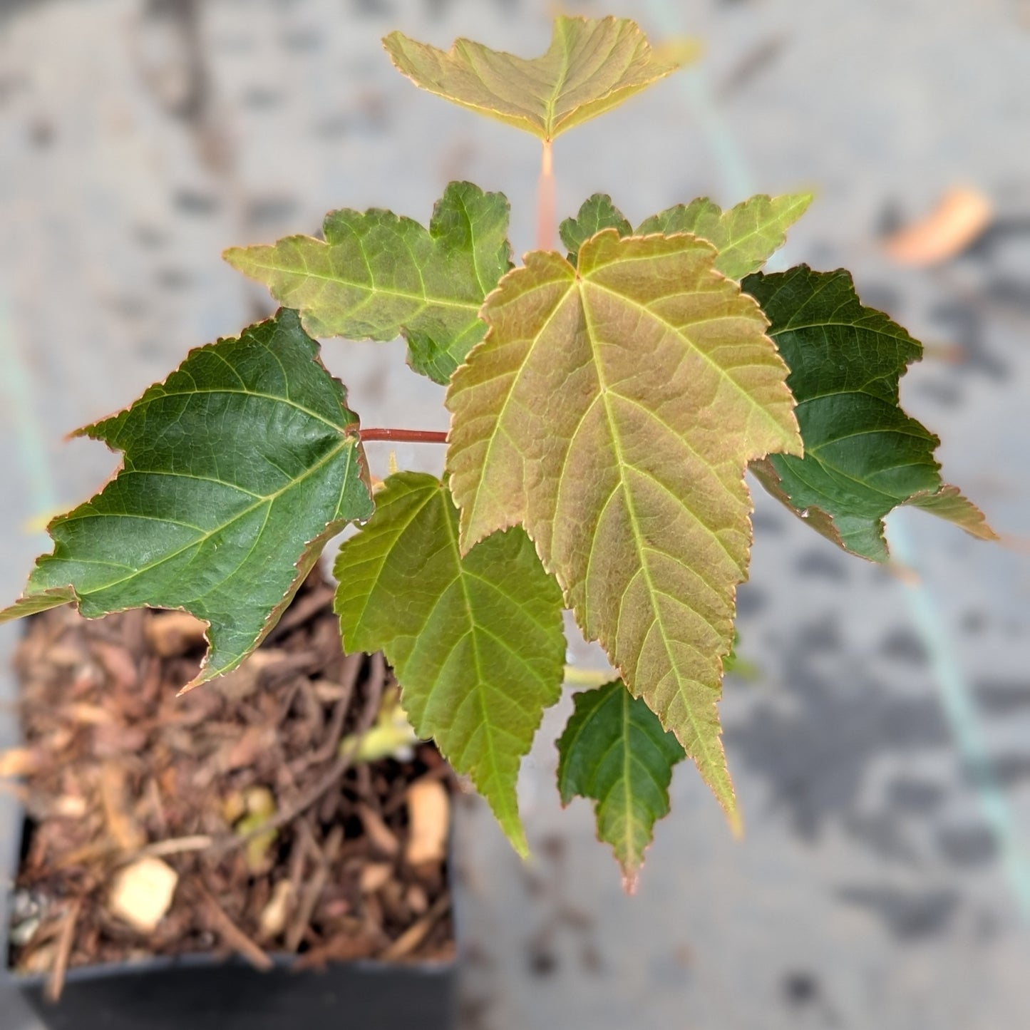 Acer Davidii, David's Maple