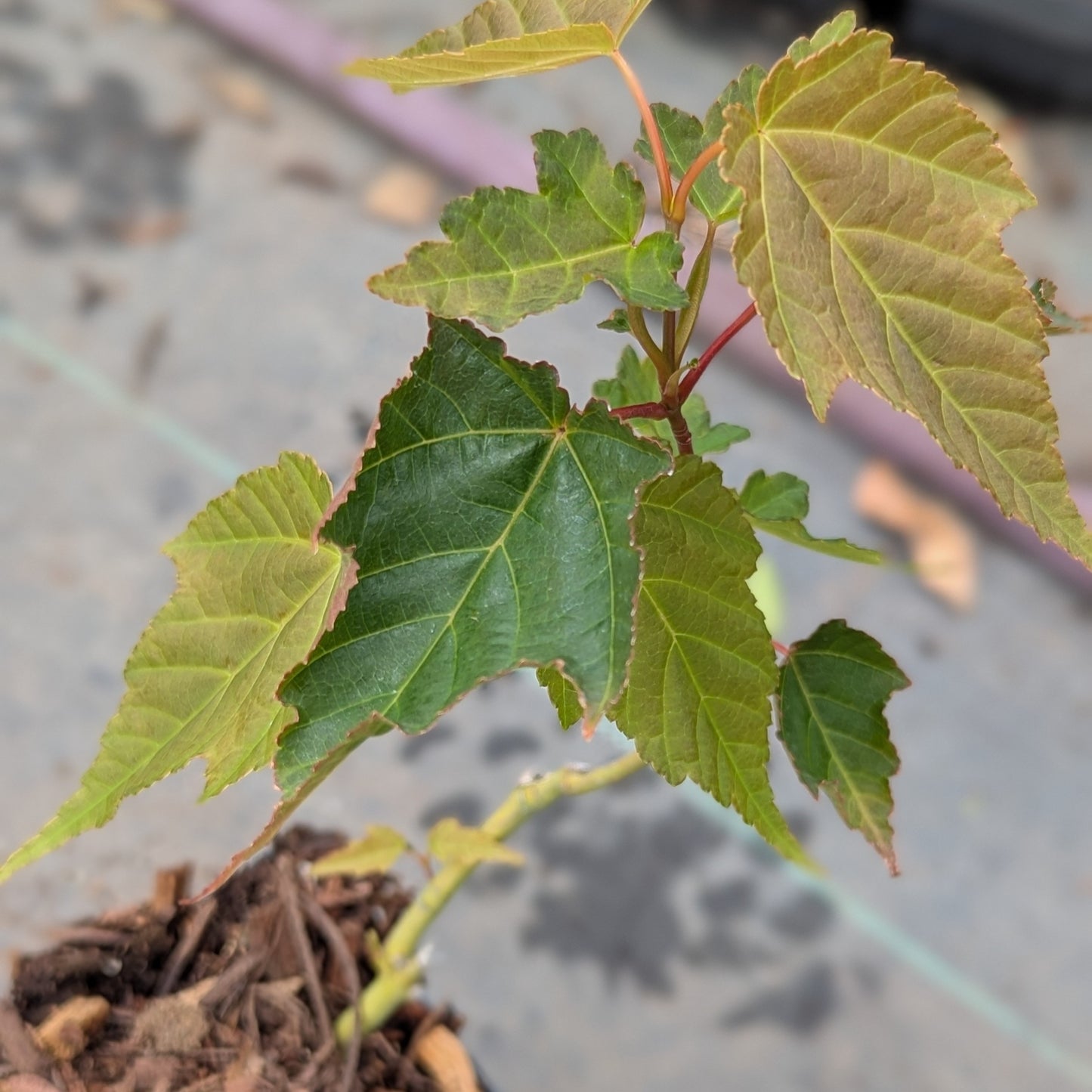 Acer Davidii, David's Maple