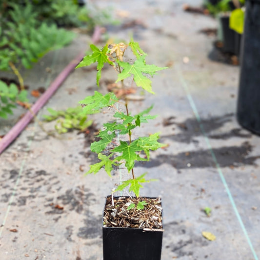 Acer trucatum, Shantung Maple