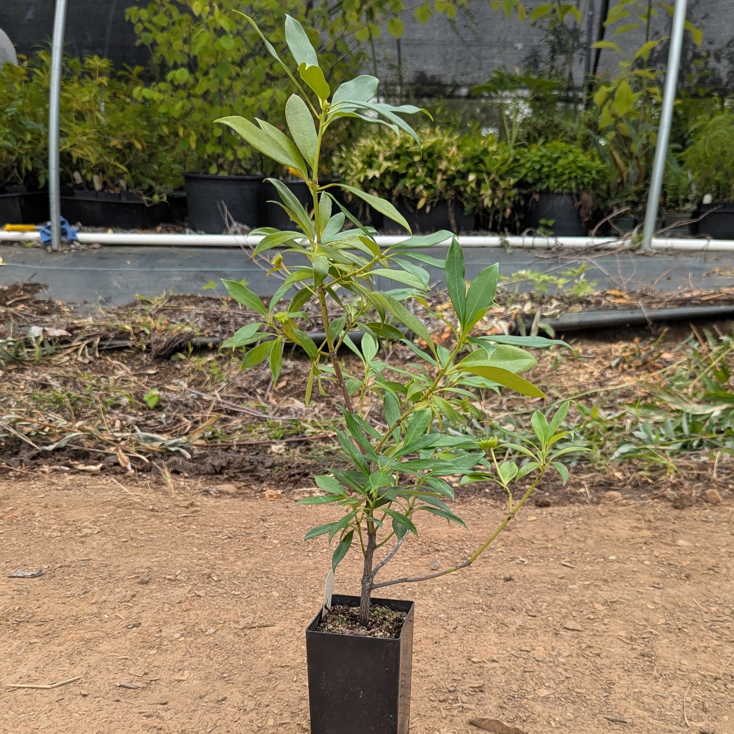 Illicium henryi, commonly known as Henry Anise Tree