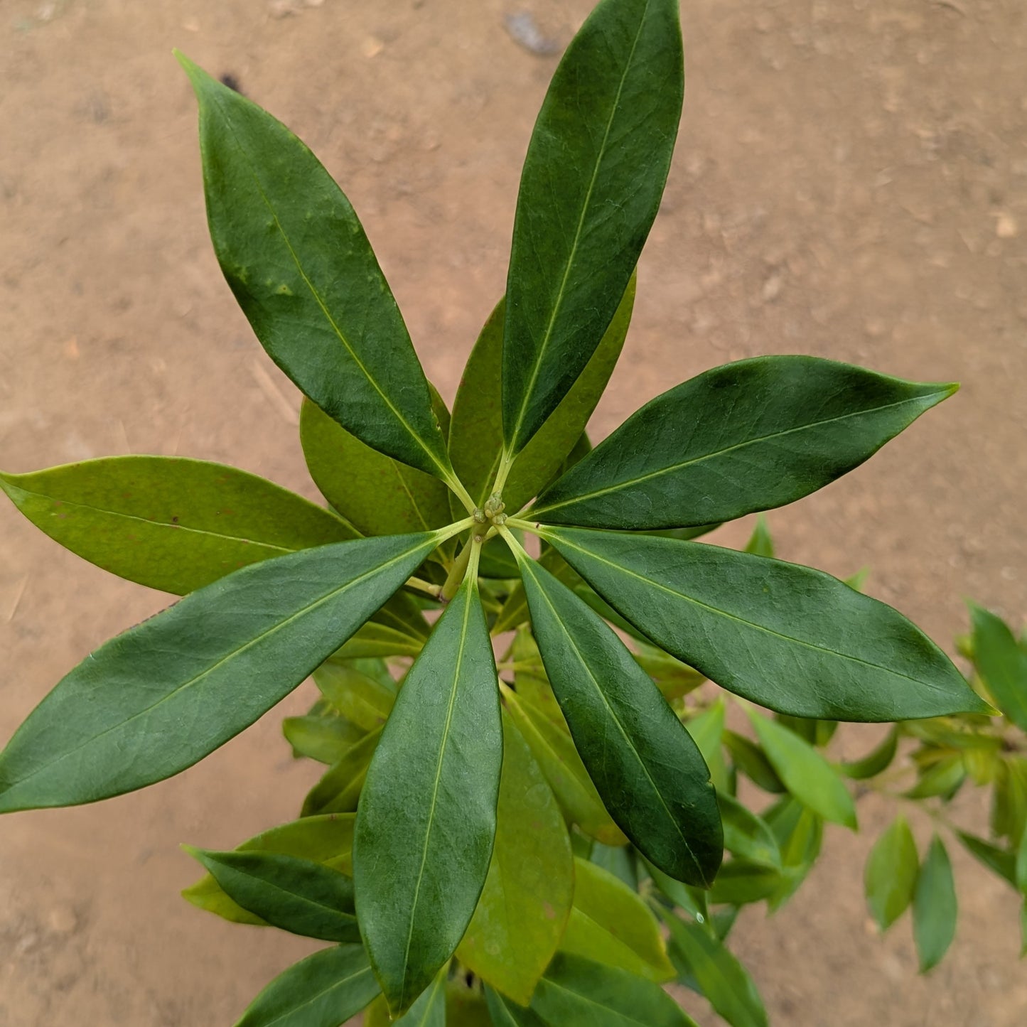 Illicium henryi, commonly known as Henry Anise Tree