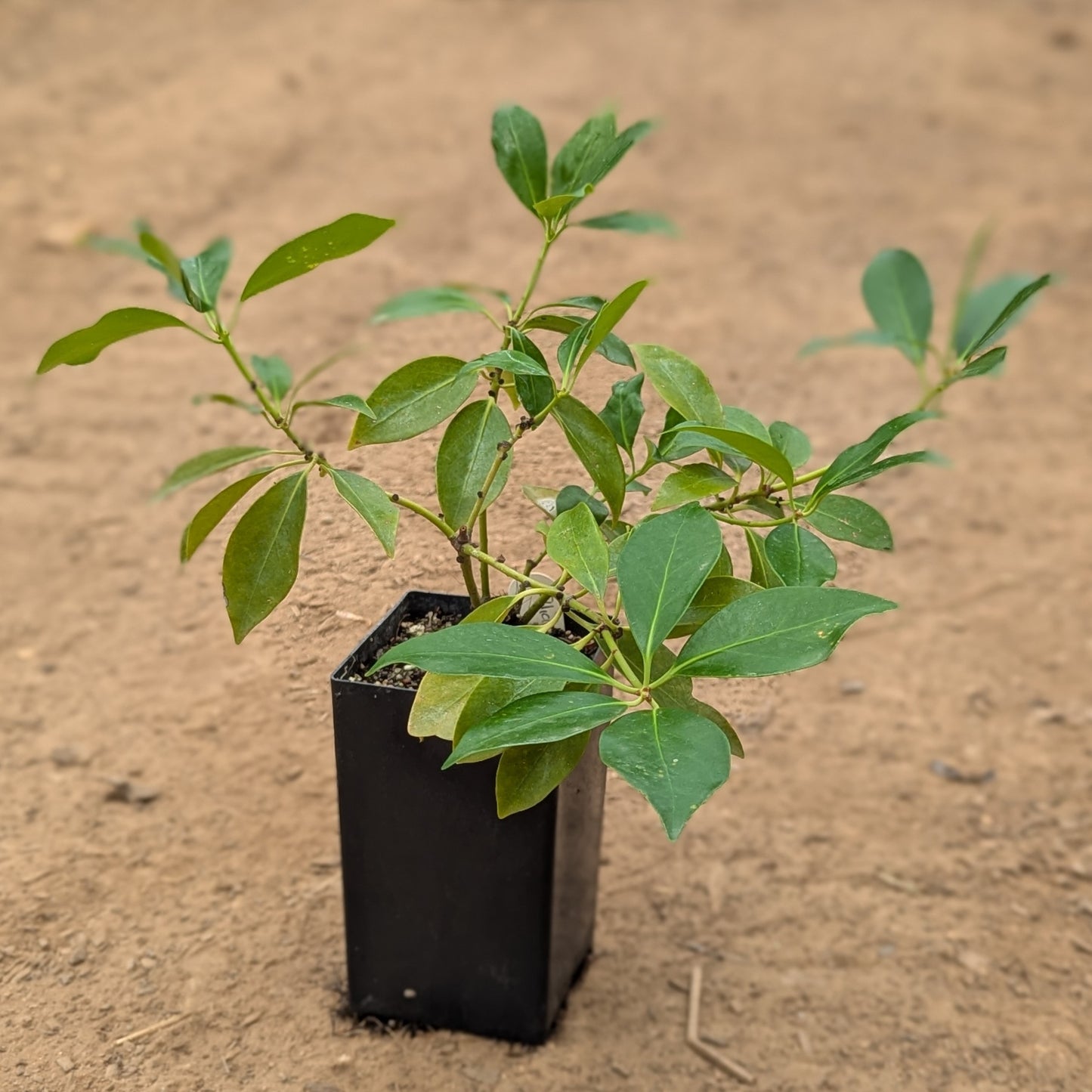 Illicium anisatum, commonly known as Japanese Anise Tree