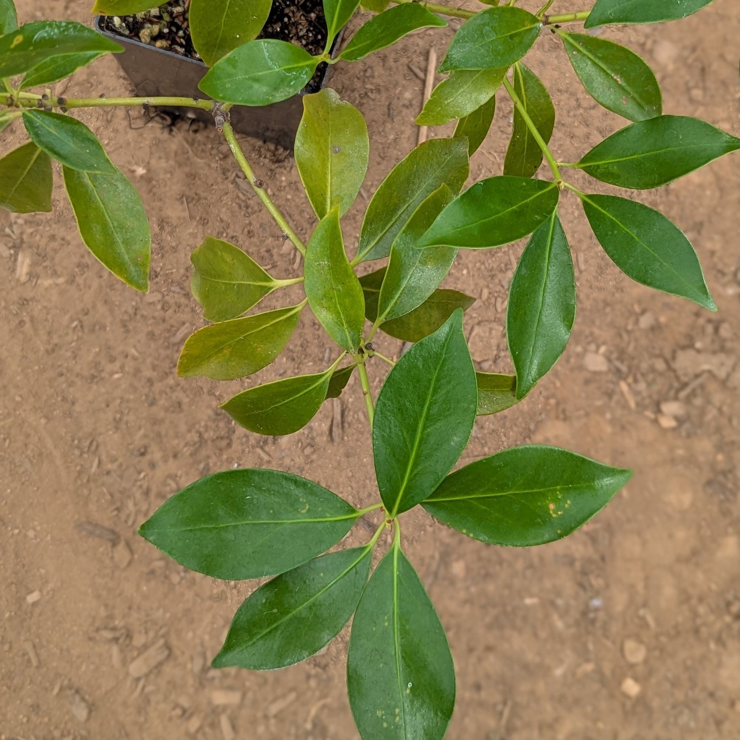 Illicium anisatum, commonly known as Japanese Anise Tree