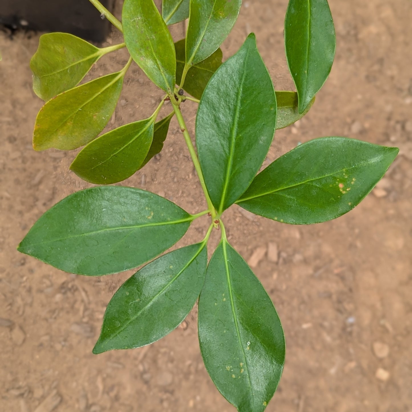 Illicium anisatum, commonly known as Japanese Anise Tree