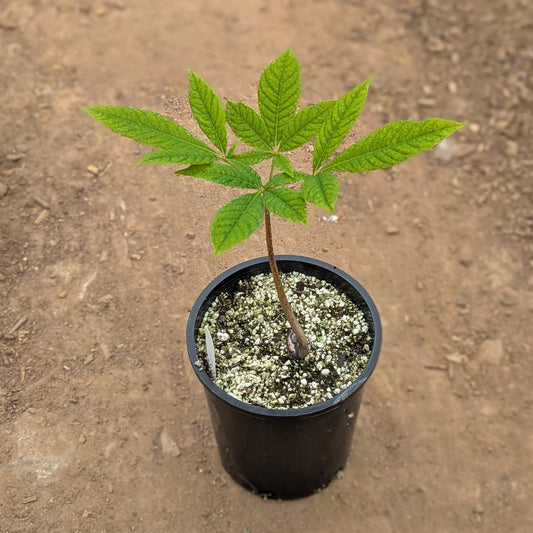 Aesculus indica (Indian Horse Chestnut or Indian Horse Buckeye)