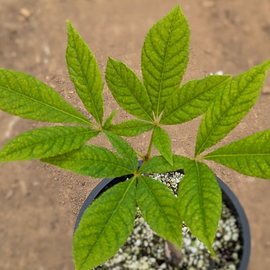 Aesculus indica (Indian Horse Chestnut or Indian Horse Buckeye)