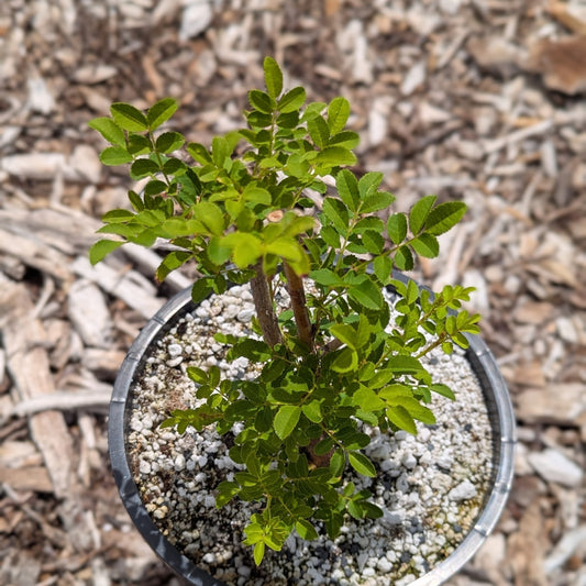 Rosa roxburghii, Chestnut Rose