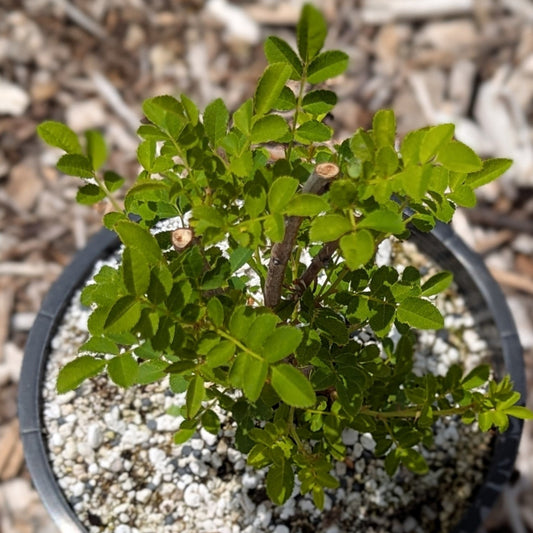 Rosa roxburghii, Chestnut Rose
