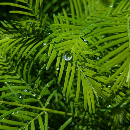 Metasequoia glyptostroboides, Dawn Redwood
