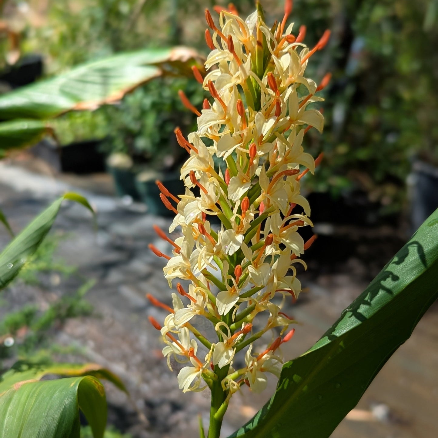 Hedychium gracile