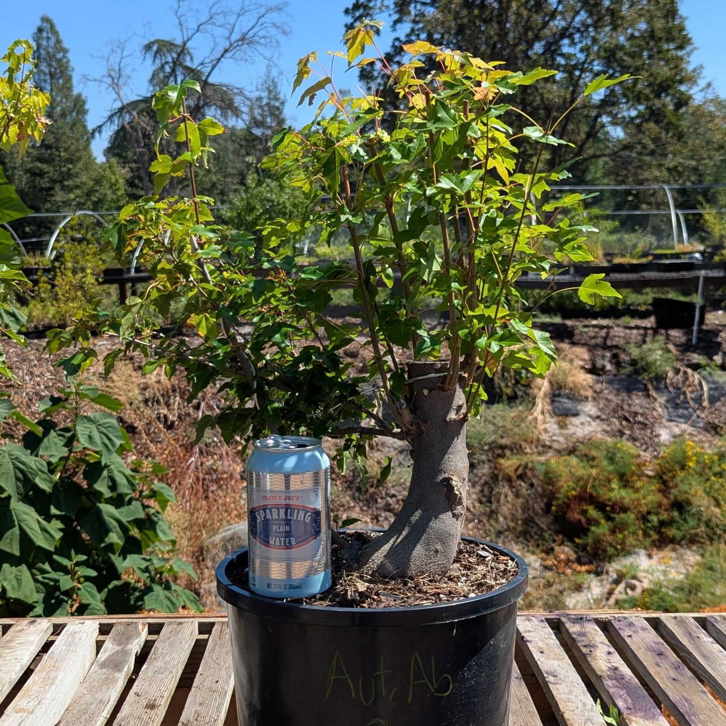 Trident Maple, Acer buergerianum, AutAb2