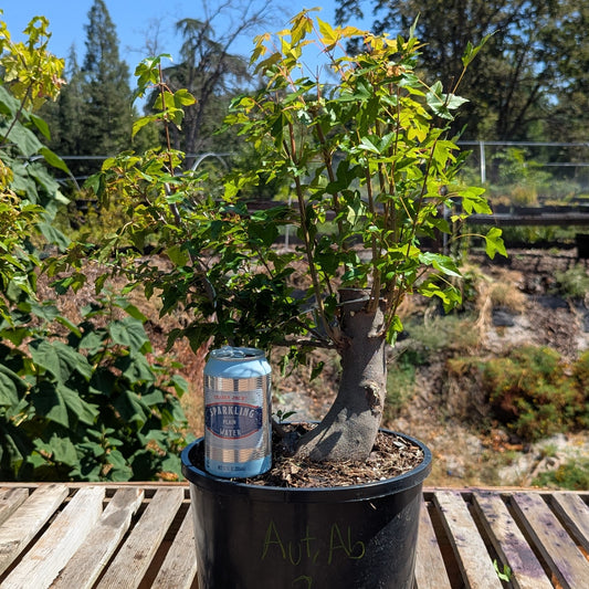 Trident Maple, Acer buergerianum, AutAb2