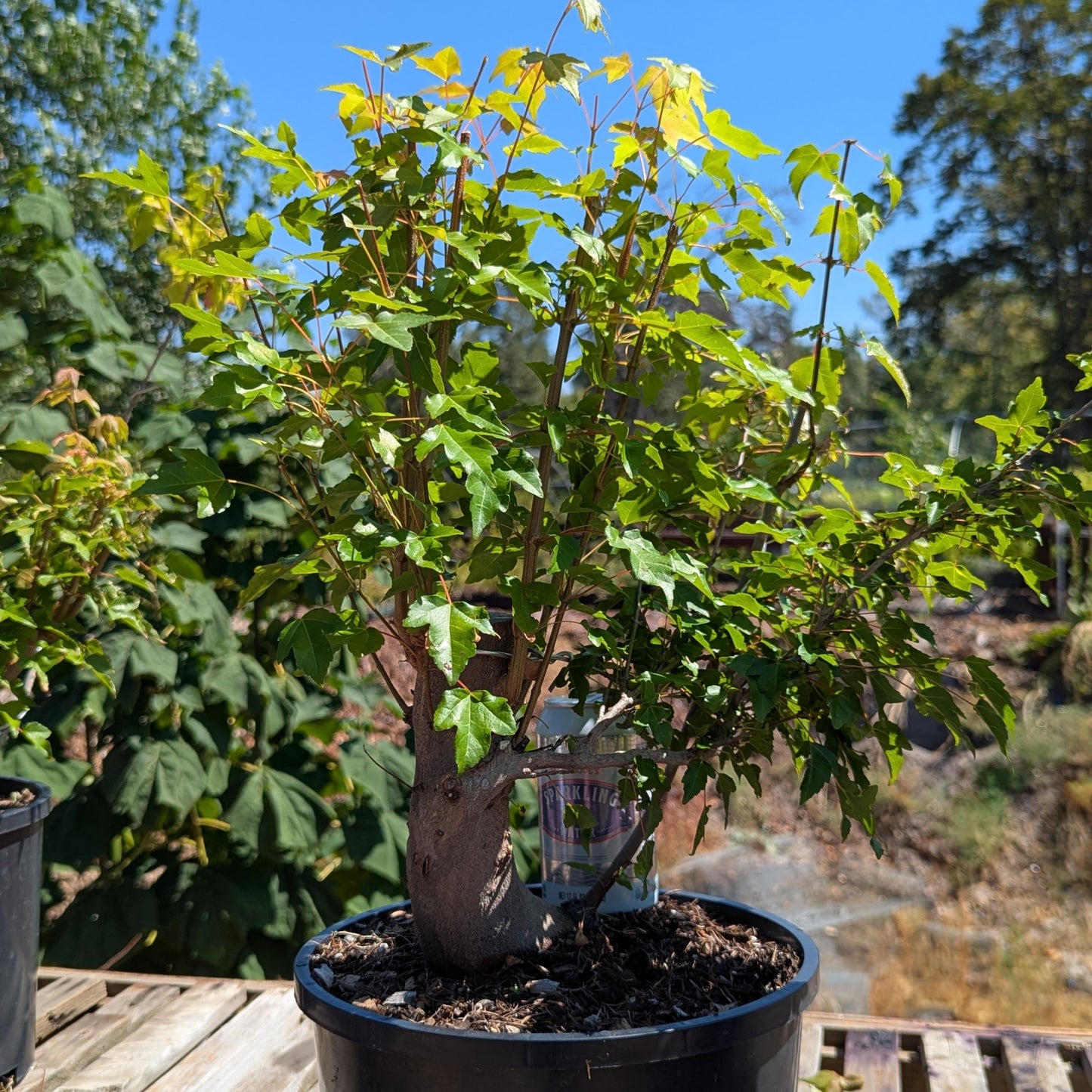 Trident Maple, Acer buergerianum, AutAb2
