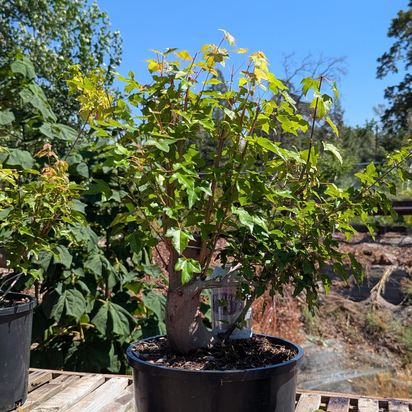 Trident Maple, Acer buergerianum, AutAb2