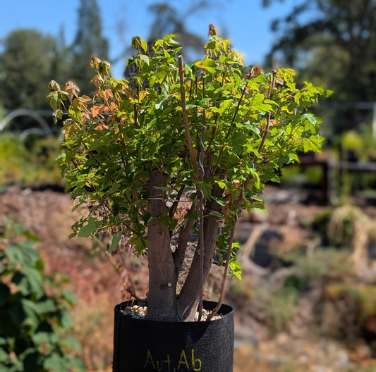 Trident Maple, Acer buergerianum, AutAb3