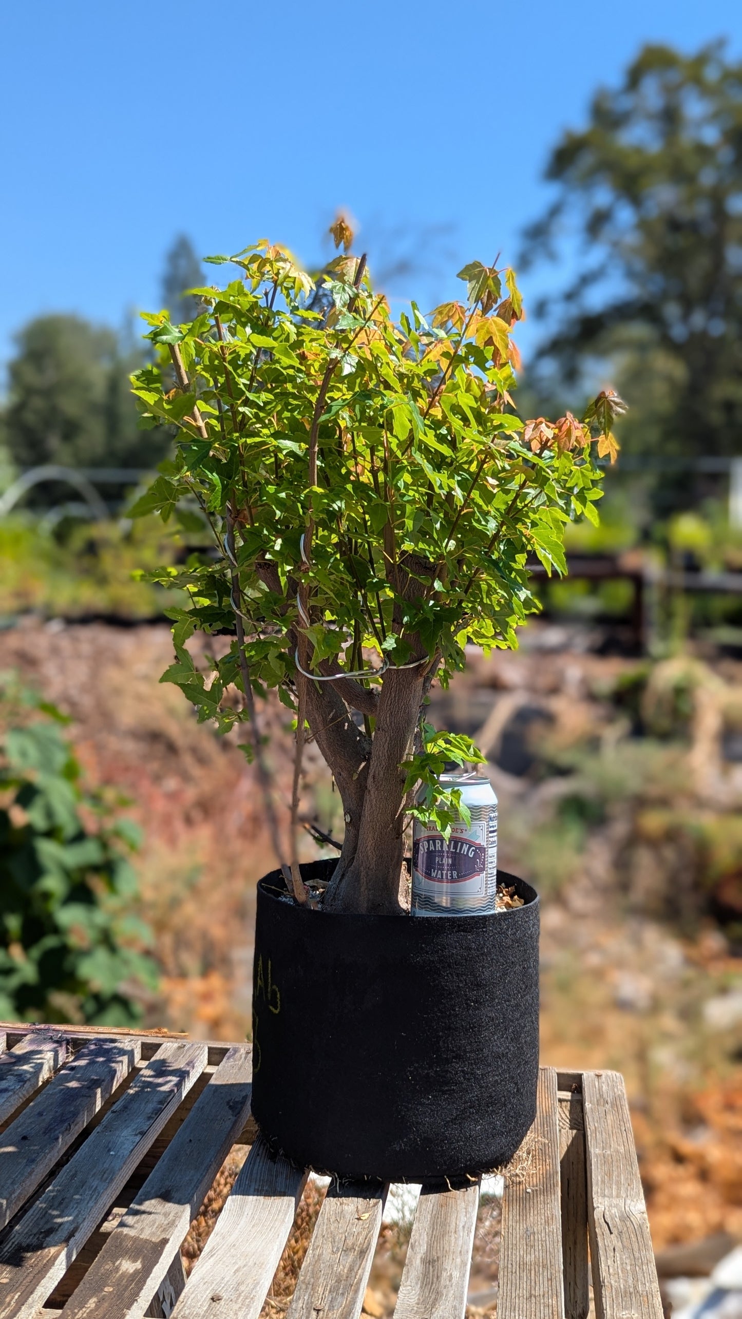Trident Maple, Acer buergerianum, AutAb3