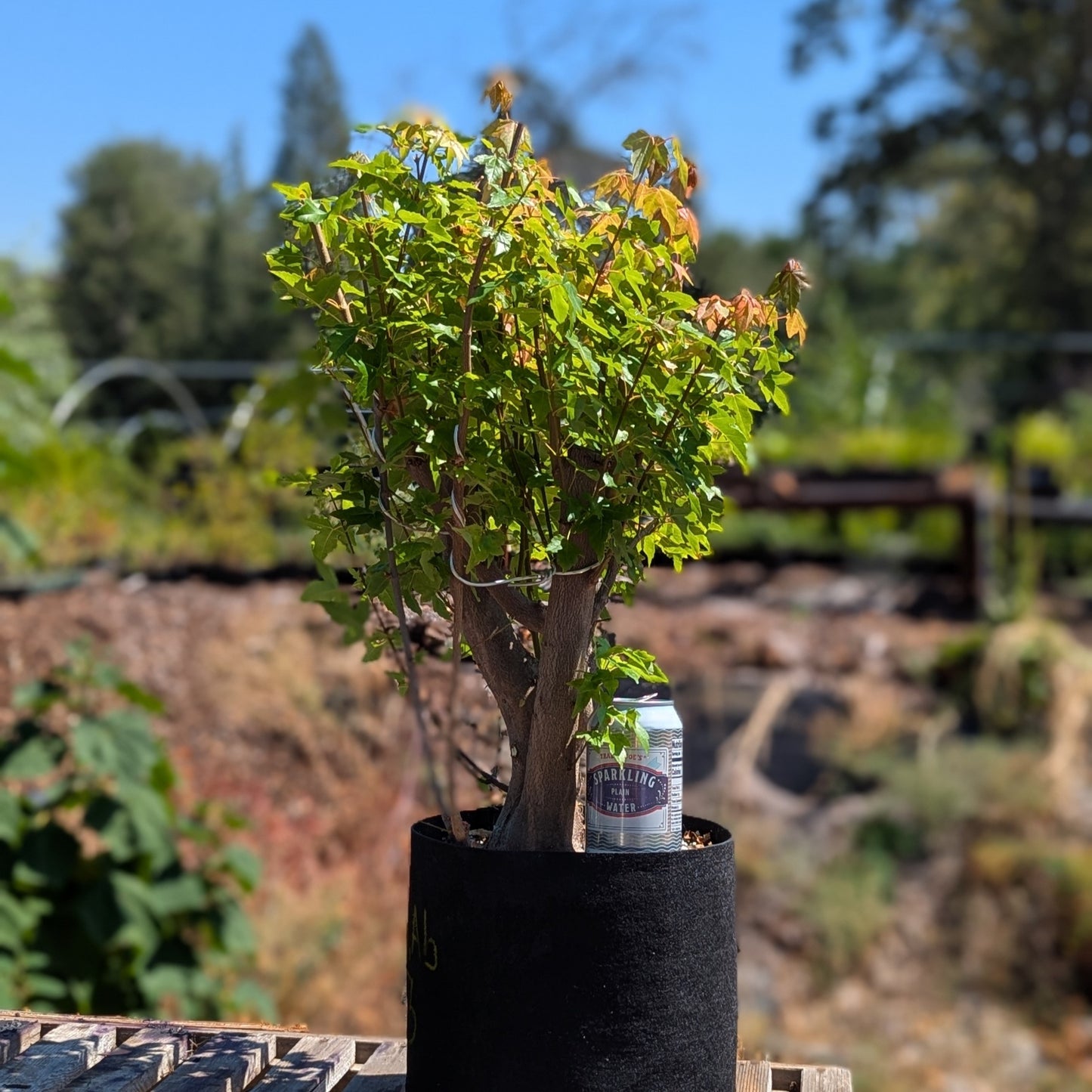 Trident Maple, Acer buergerianum, AutAb3