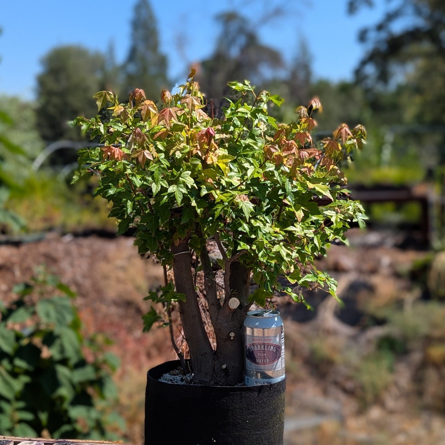 Trident Maple, Acer buergerianum, AutAb3