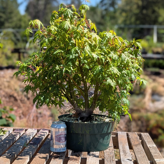 Field Grown Japanese Maple, Acer palmatum. AutAp2