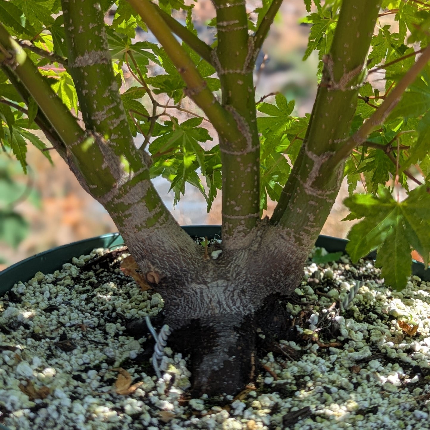 Field Grown Japanese Maple, Acer palmatum. AutAp2