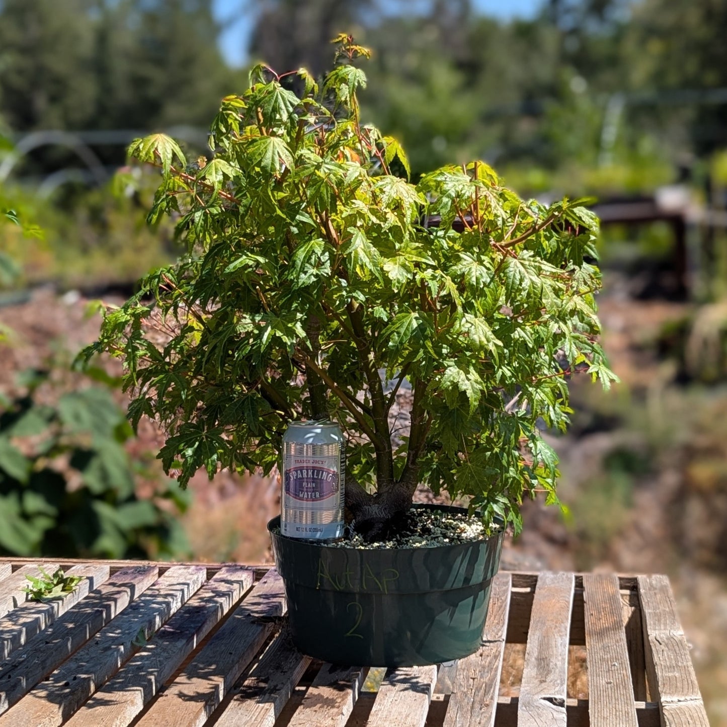 Field Grown Japanese Maple, Acer palmatum. AutAp2