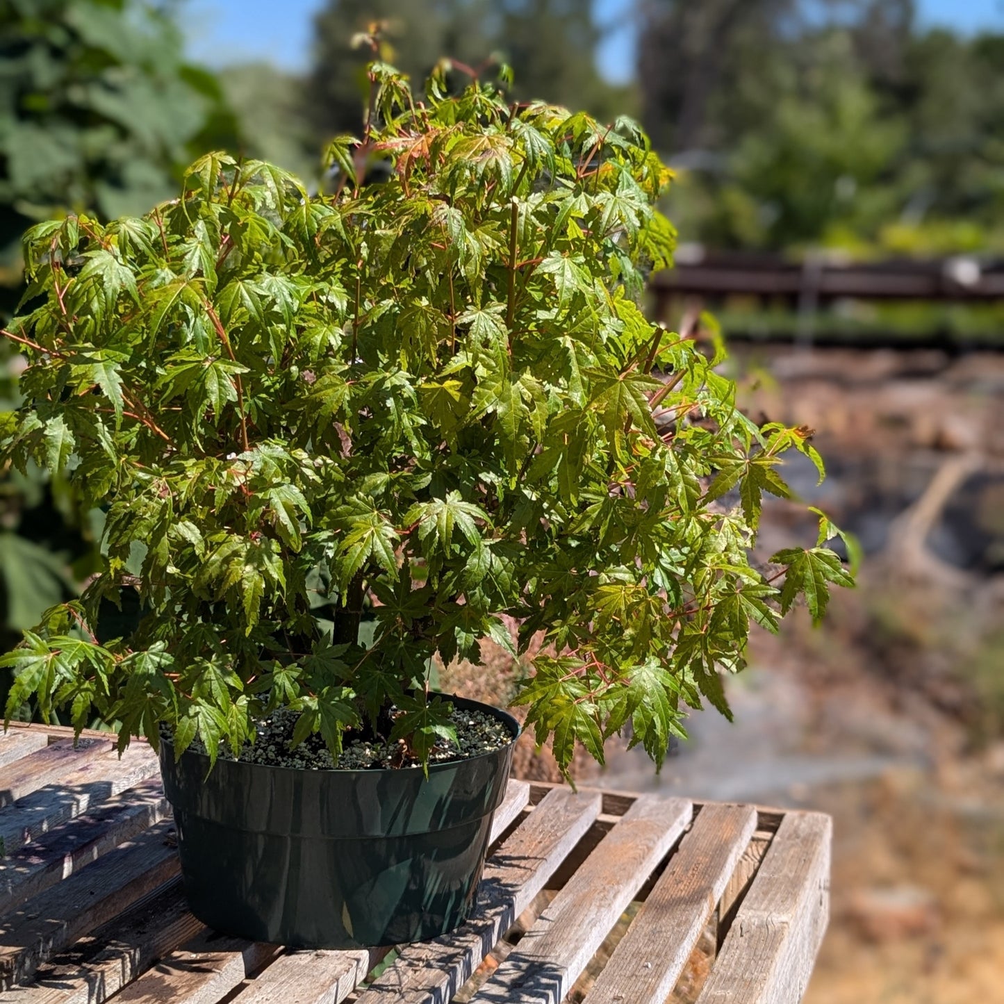 Field Grown Japanese Maple, Acer palmatum. AutAp2