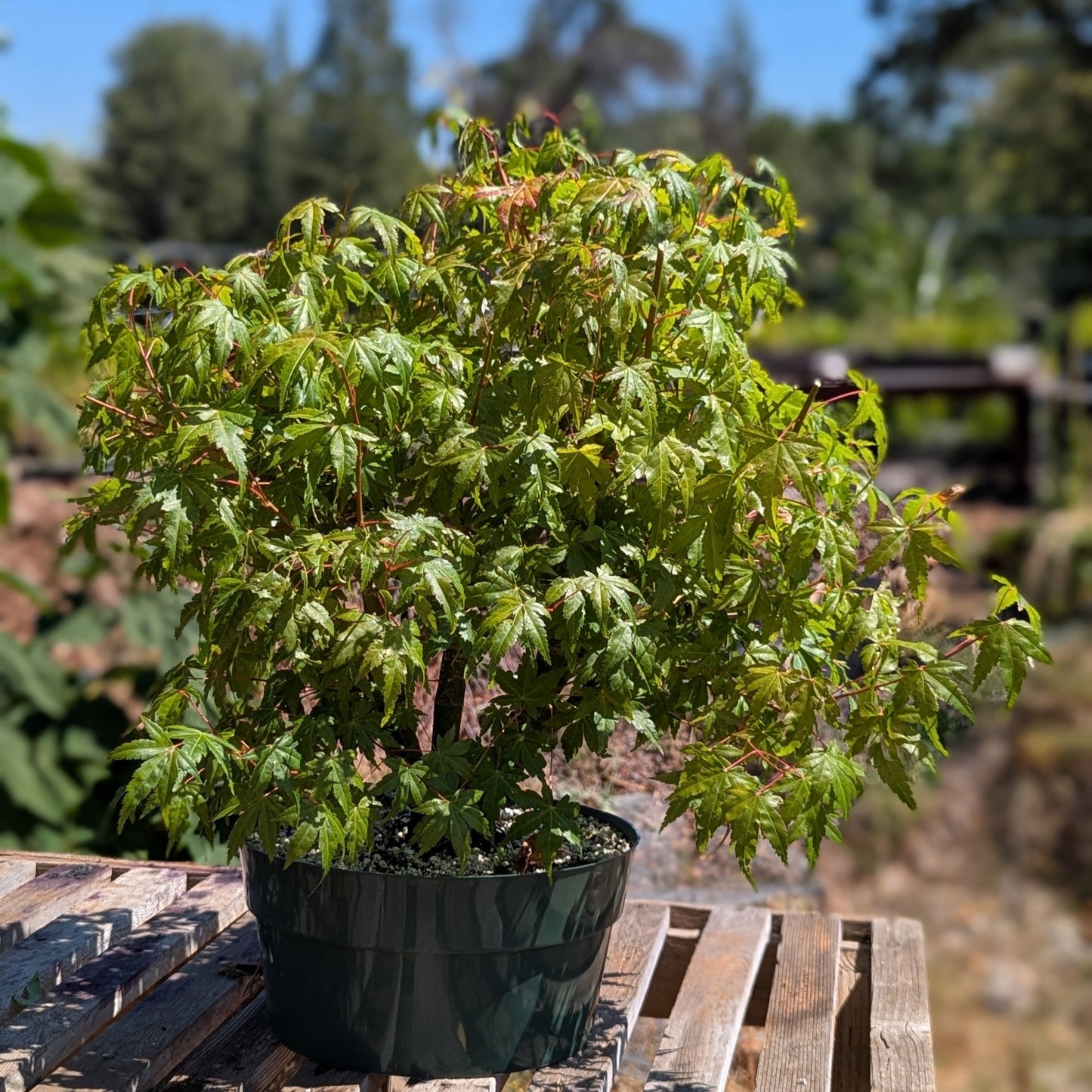 Field Grown Japanese Maple, Acer palmatum. AutAp2