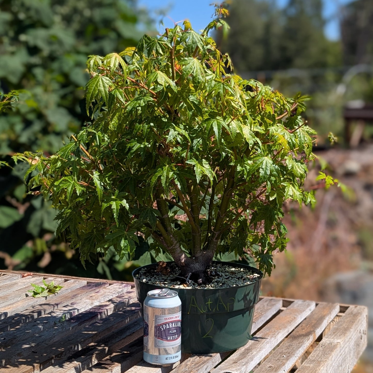 Field Grown Japanese Maple, Acer palmatum. AutAp2
