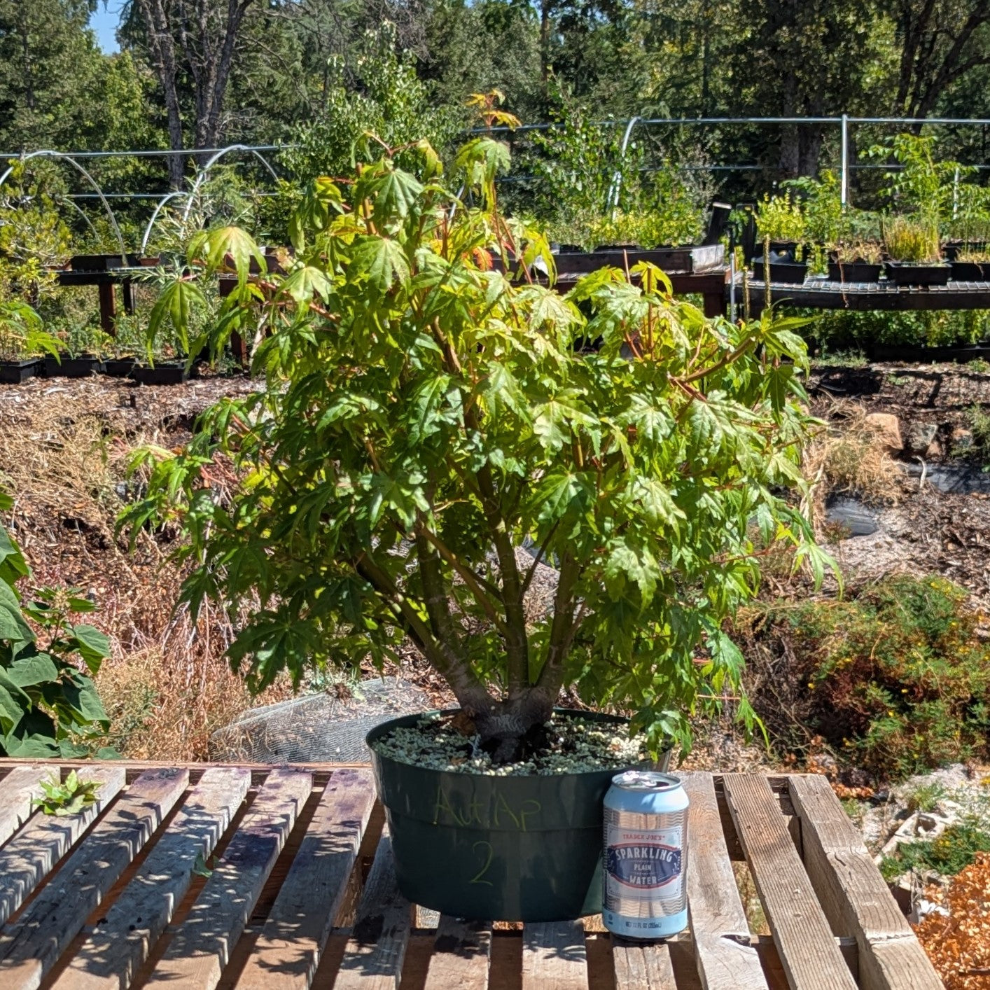 Field Grown Japanese Maple, Acer palmatum. AutAp2