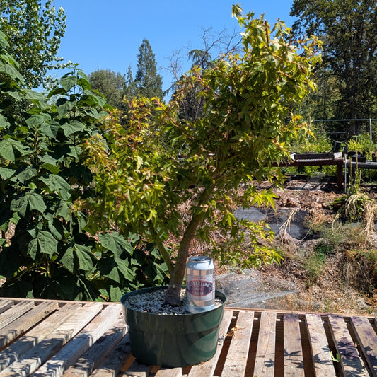 Field Grown Dwarf Japanese Maple, Acer palmatum. AutApd1