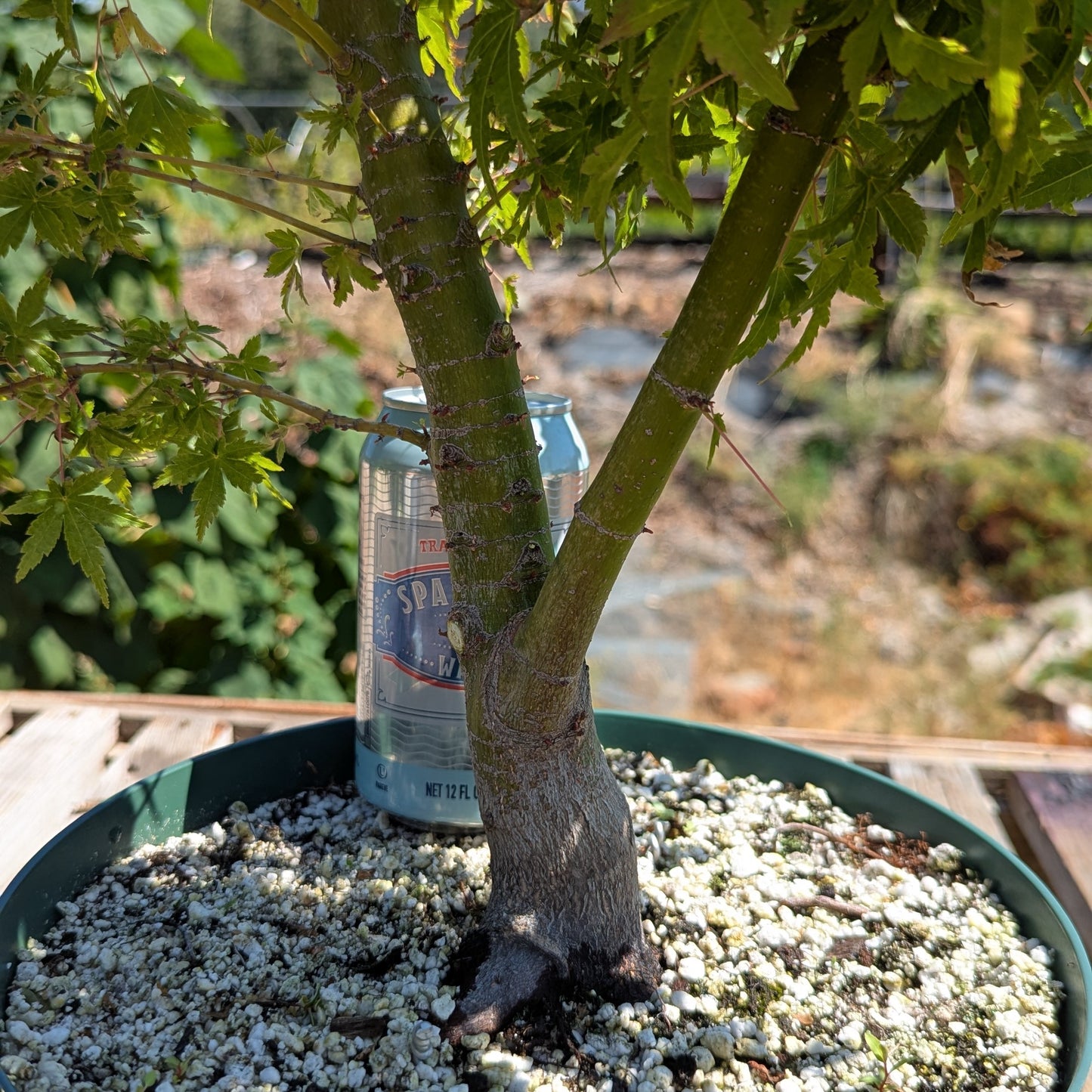 Field Grown Dwarf Japanese Maple, Acer palmatum. AutApd1