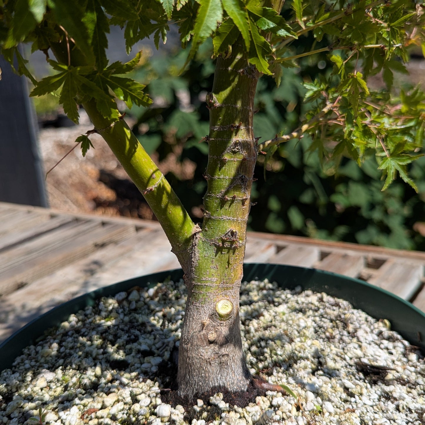 Field Grown Dwarf Japanese Maple, Acer palmatum. AutApd1