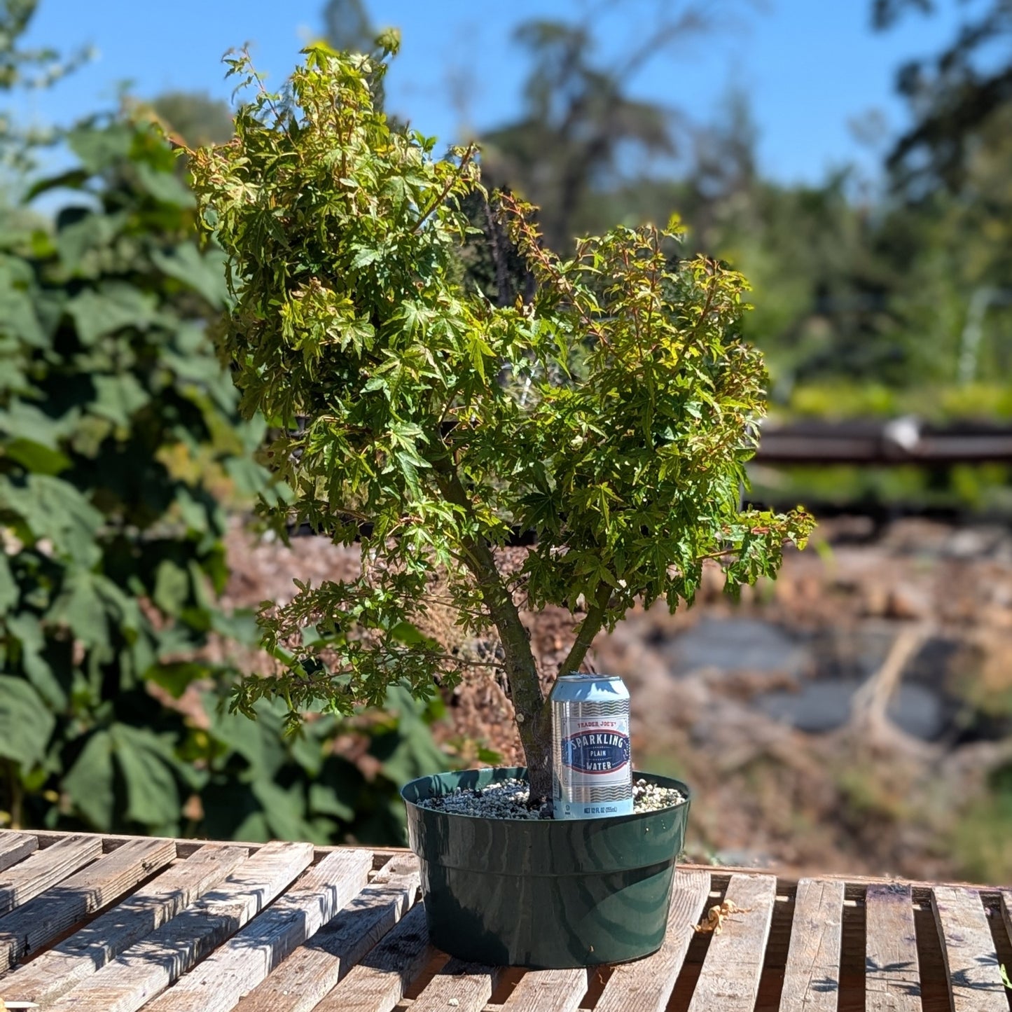 Field Grown Dwarf Japanese Maple, Acer palmatum. AutApd1