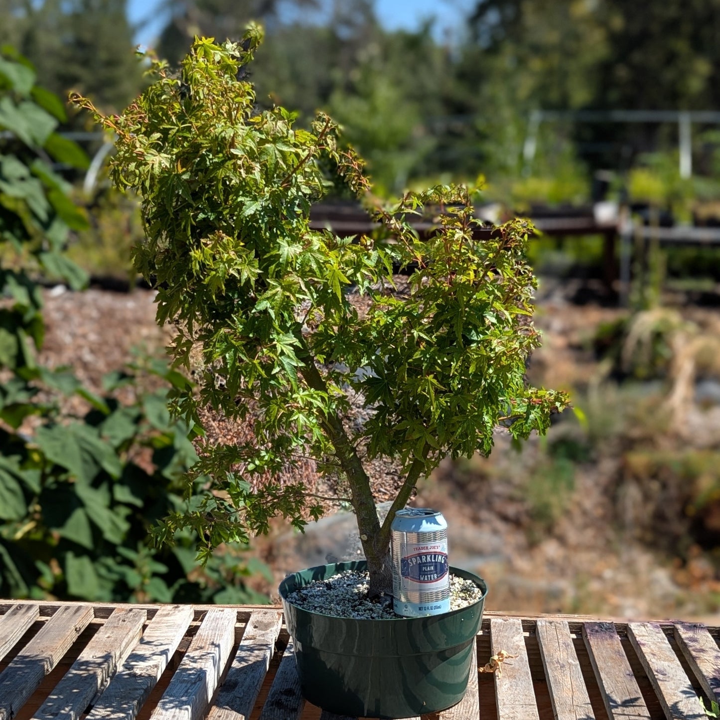 Field Grown Dwarf Japanese Maple, Acer palmatum. AutApd1