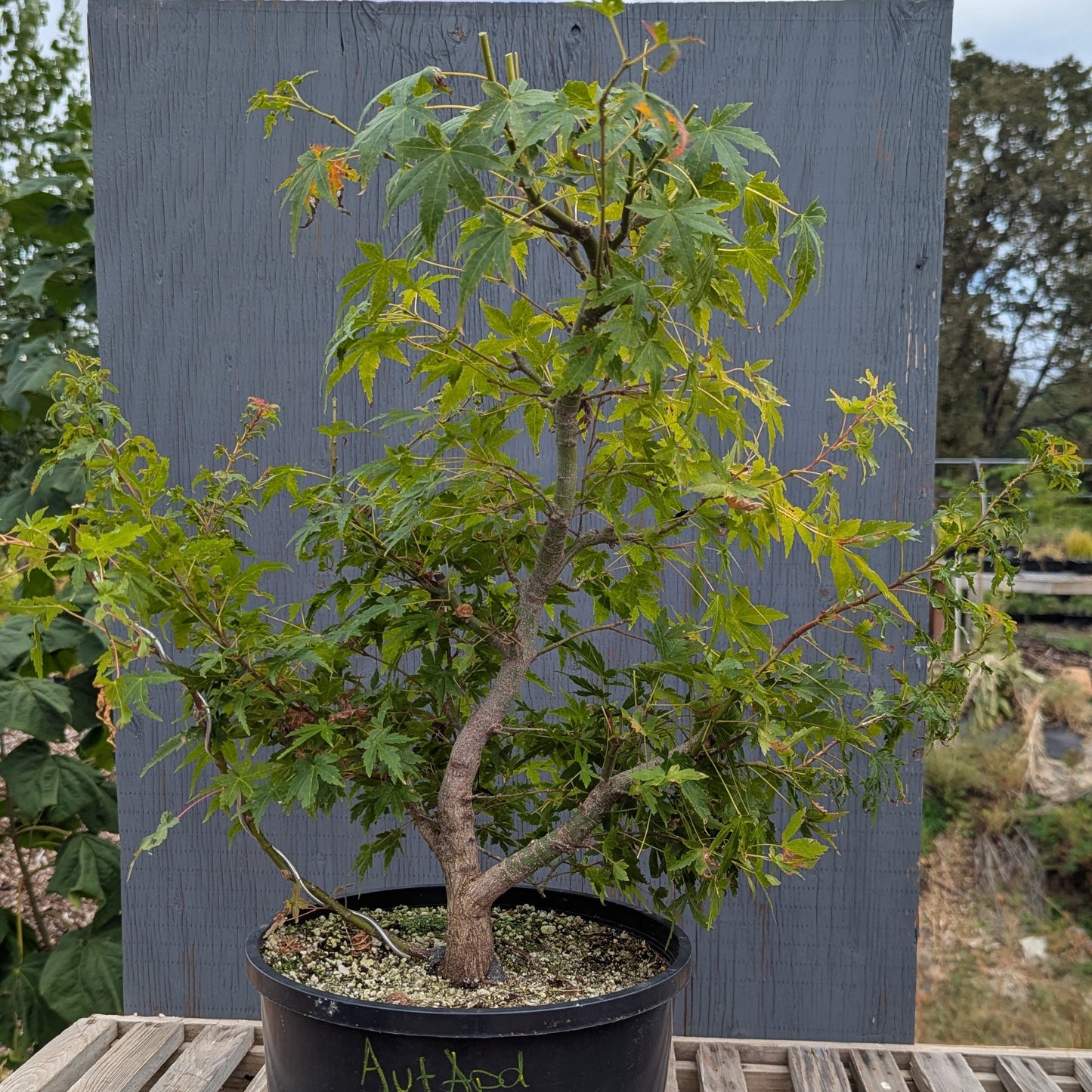 Field Grown Dwarf Japanese Maple, Acer palmatum. AutApd20