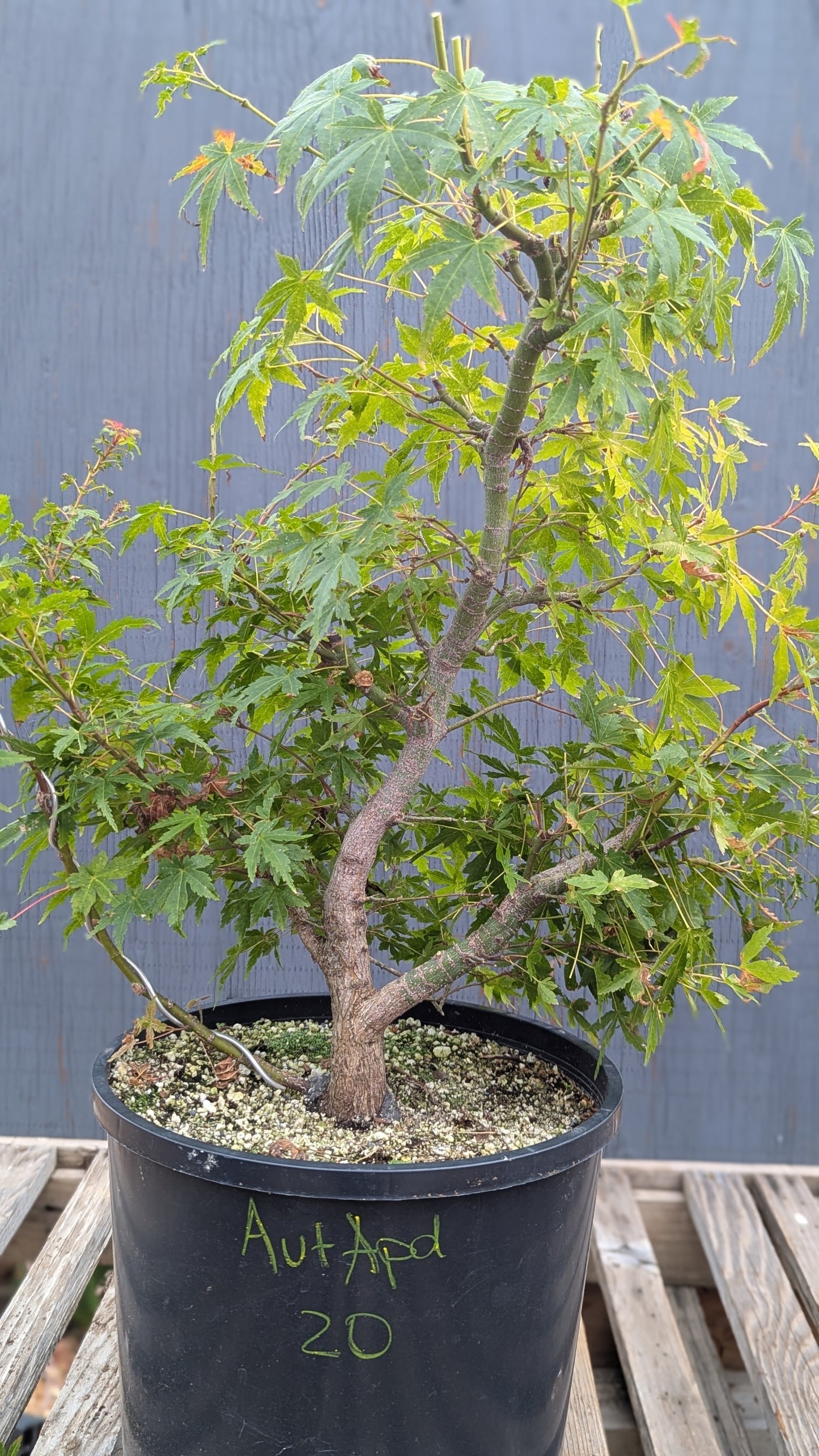 Field Grown Dwarf Japanese Maple, Acer palmatum. AutApd20