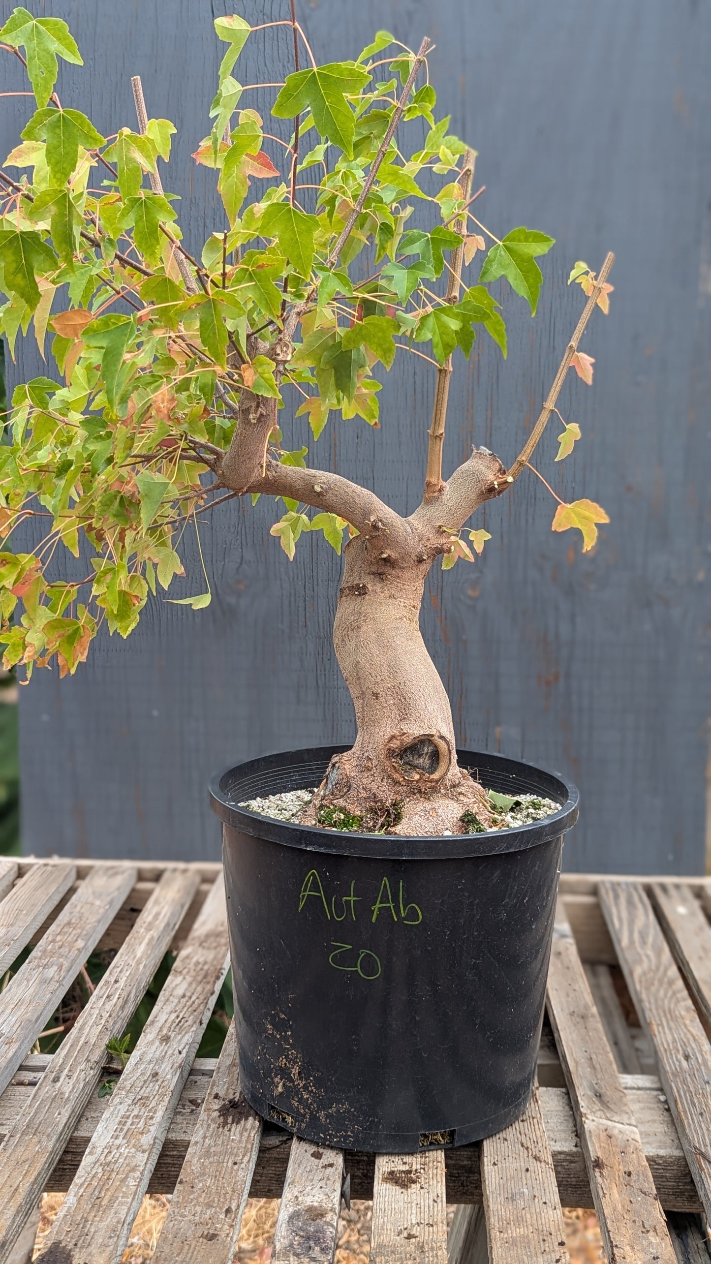 Trident Maple, Acer buergerianum, AutAb20