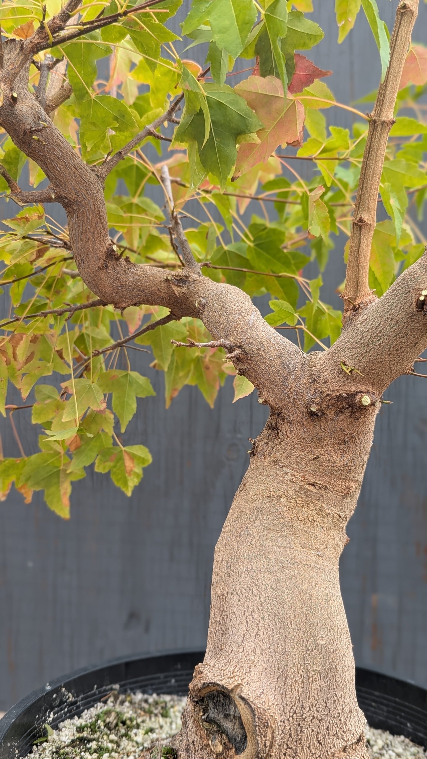 Trident Maple, Acer buergerianum, AutAb20