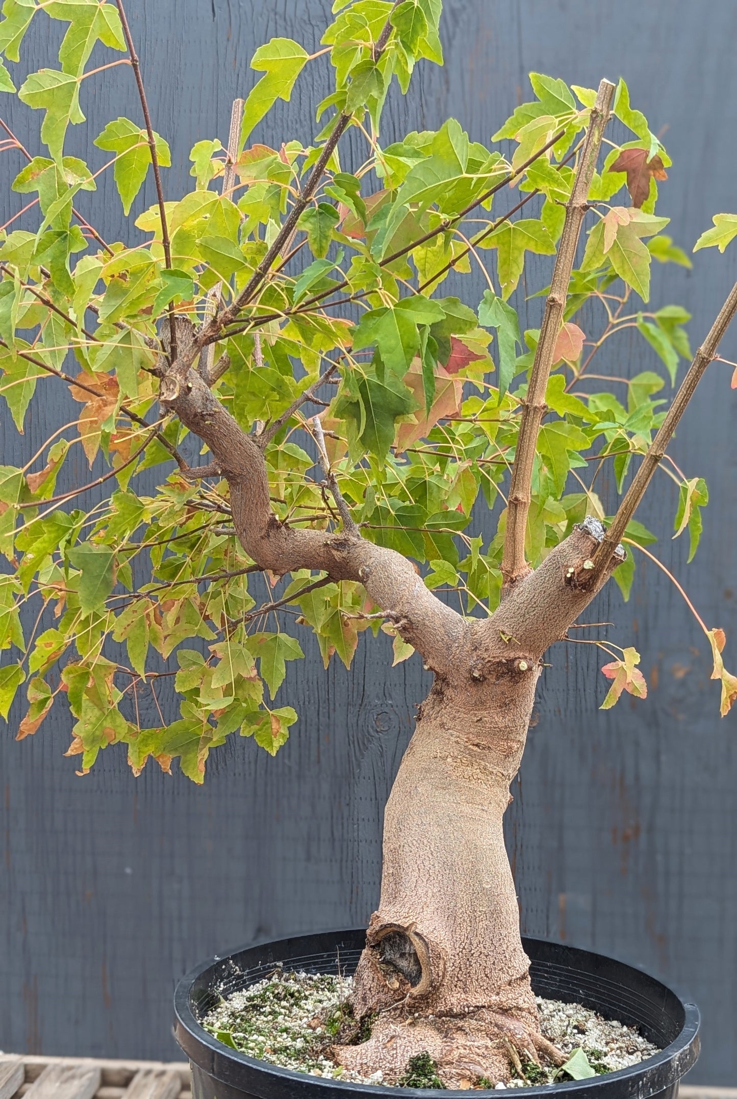 Trident Maple, Acer buergerianum, AutAb20