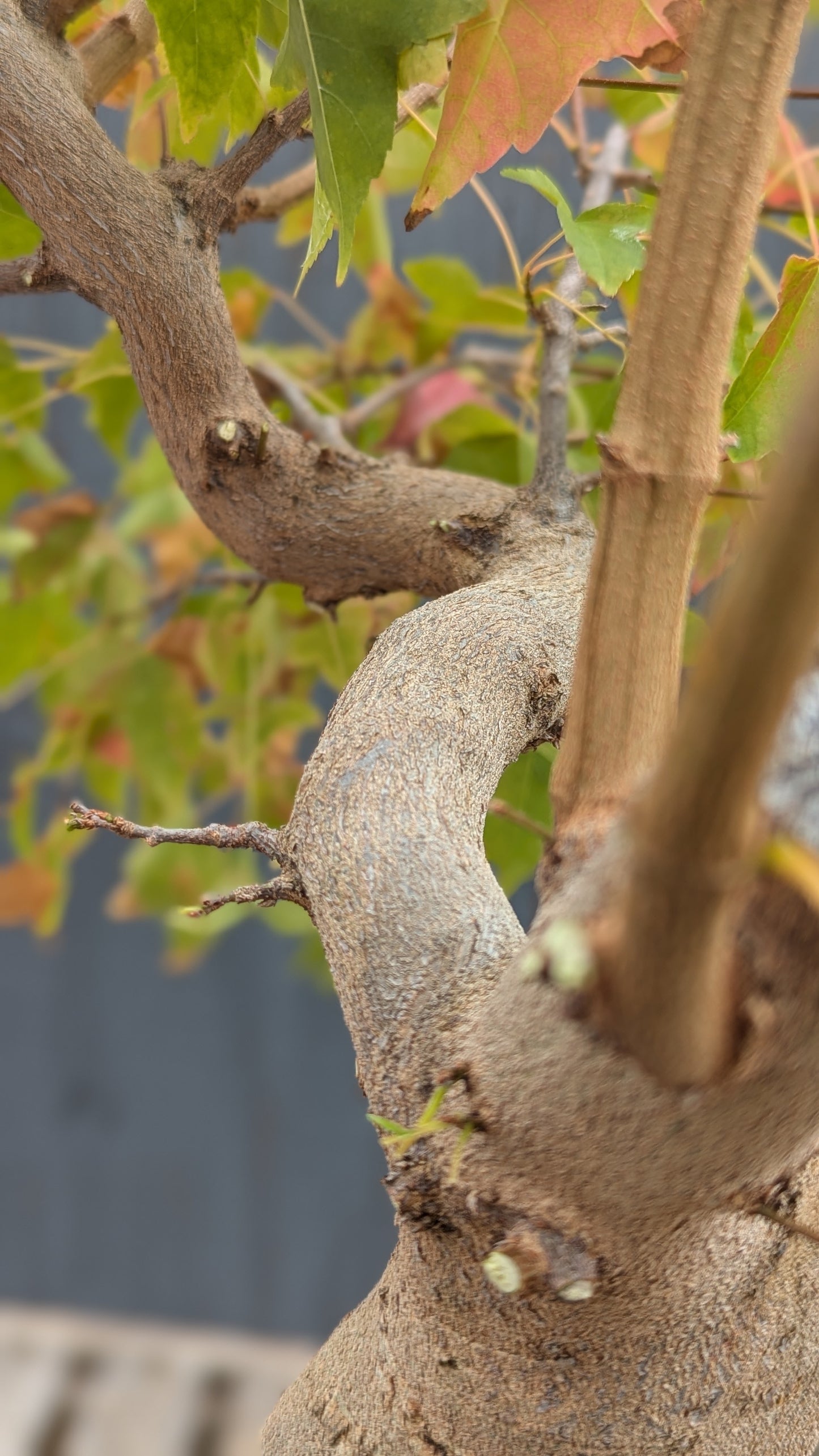 Trident Maple, Acer buergerianum, AutAb20