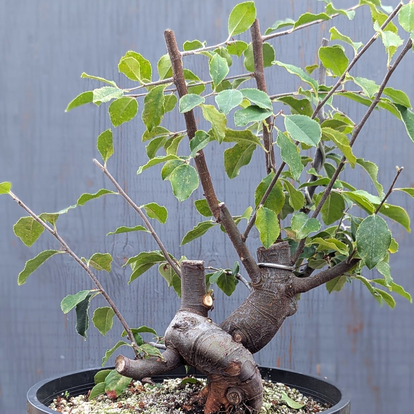 Chinese Quince, Pseudocydonia sinensis,