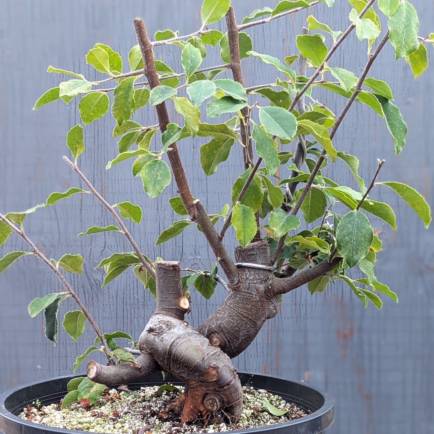 Chinese Quince, Pseudocydonia sinensis,