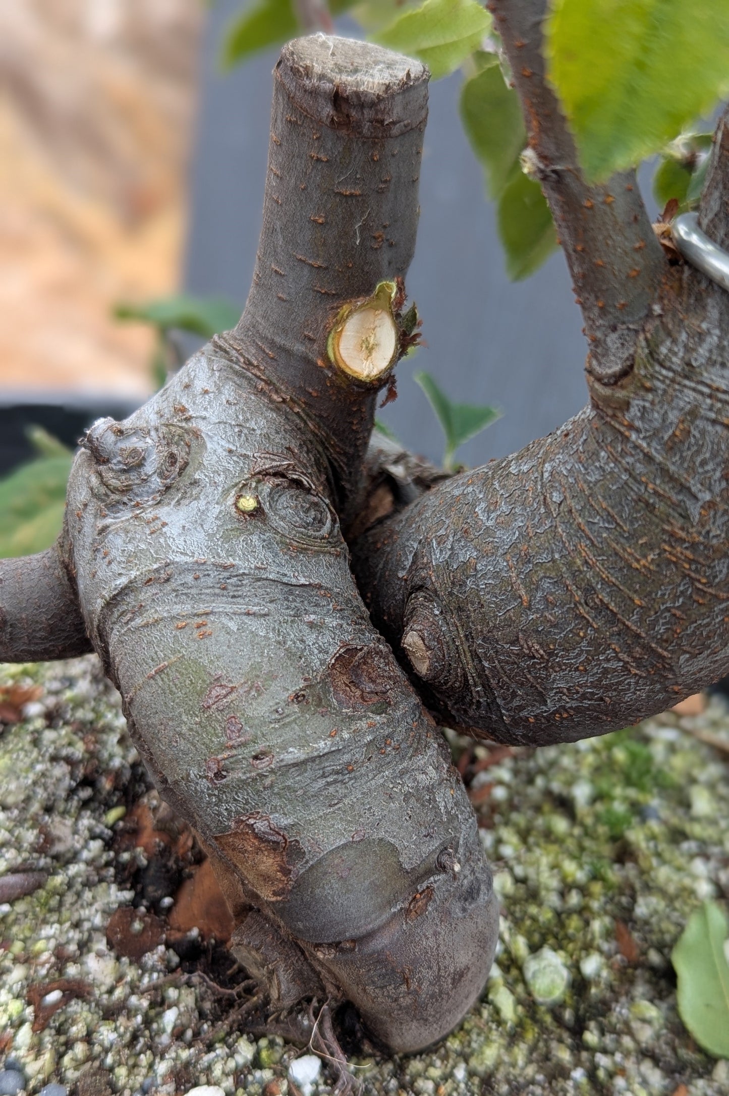 Chinese Quince, Pseudocydonia sinensis,