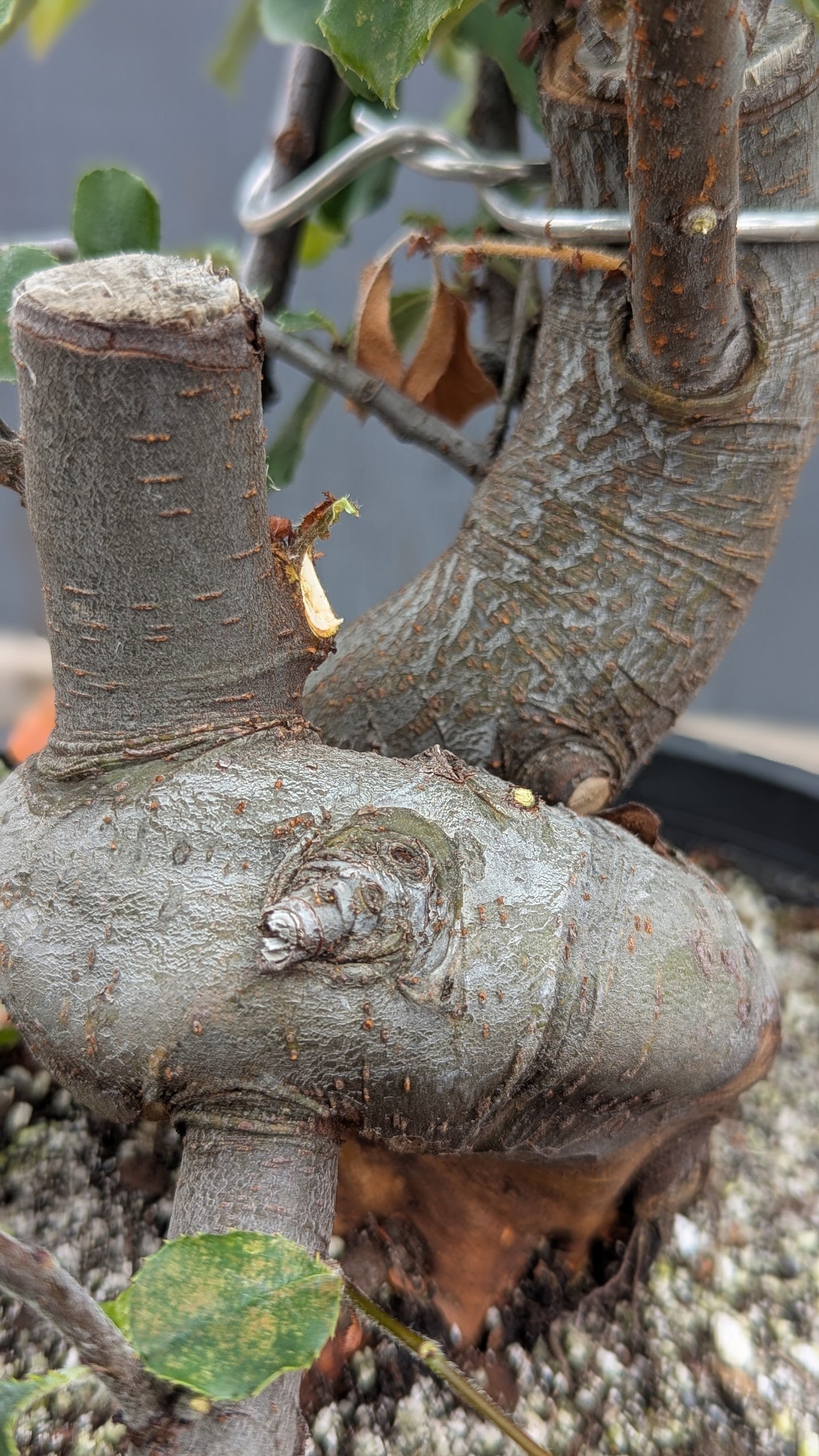 Chinese Quince, Pseudocydonia sinensis,